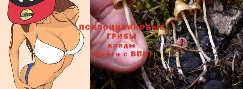 Псилоцибиновые грибы Cubensis  MEGA как войти  Лихославль  купить наркотик 